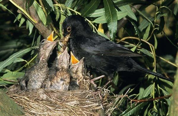 Blackbird - Male feeding offspring at nest