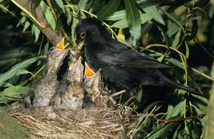 Framed Print : Blackbird - Male feeding offspring at nest Framed Print : Blackbird - Male feeding offspring at nest