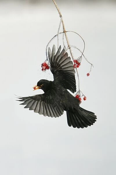 Blackbird - Male in flight feeding on Guelder Rose berries in winter, Lower Saxony, Germany