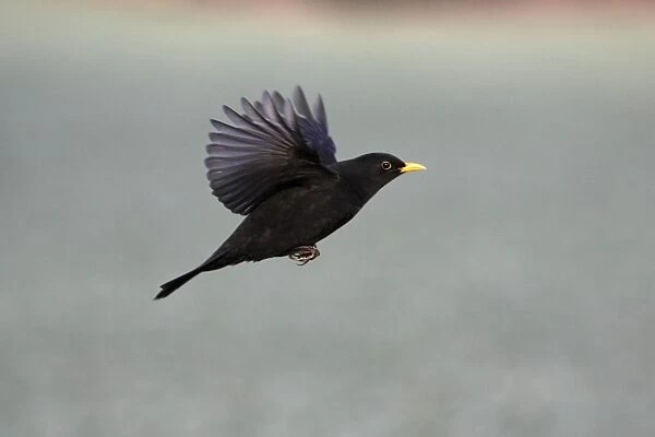 Blackbird - male in flight, Lower Saxony, Germany