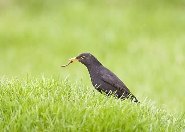 Blackbird - male on lawn with worm Bedfordshire UK 005519