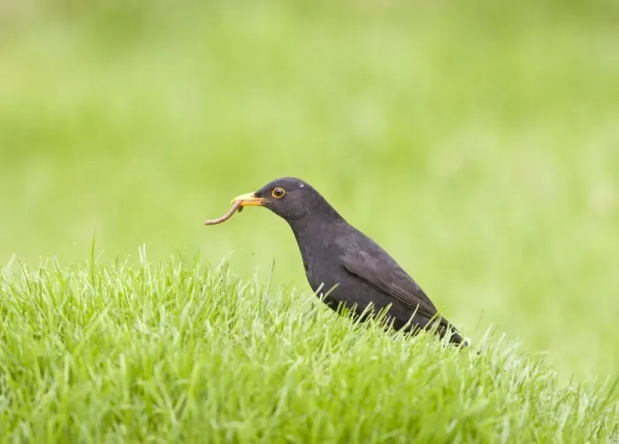 Framed Print : Blackbird - male on lawn with worm Bedfordshire UK 005519 Framed Print : Blackbird - male on lawn with worm Bedfordshire UK 005519