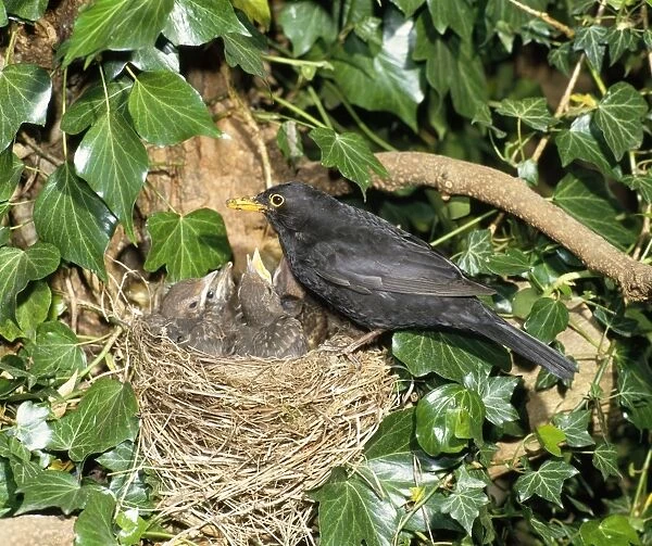 Blackbird - male at nest with young West Sussex, UK