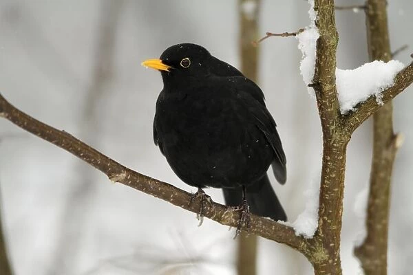 Blackbird - male perched on branch in winter - Hessen - Germany