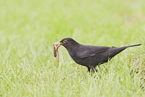 Blackbird - male pulling worm Bedfordshire UK 005607
