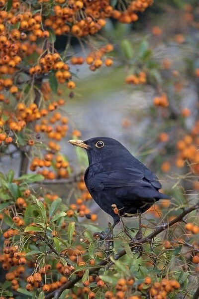Blackbird - male - in pyracantha bush - Cornwall - UK - winter