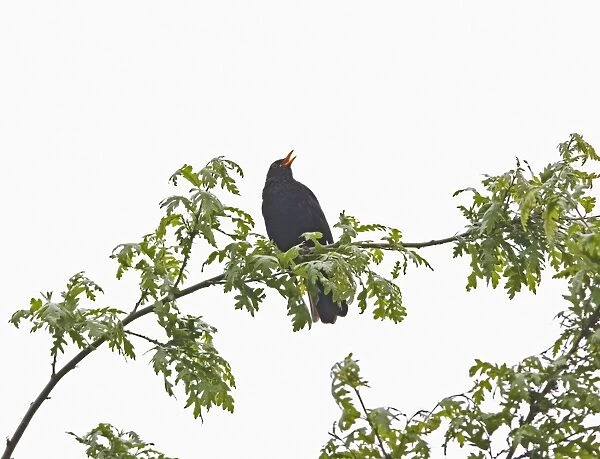 Blackbird - male singing Bedfordshire UK 005592