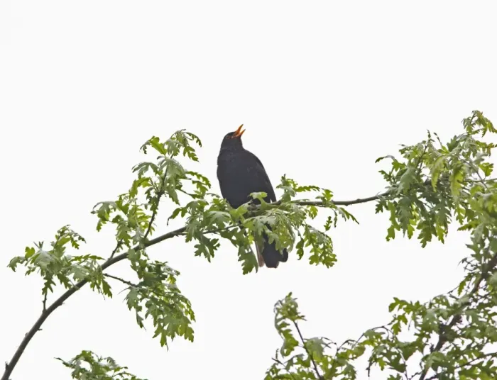 Framed Print : Blackbird - male singing Bedfordshire UK 005592 Framed Print : Blackbird - male singing Bedfordshire UK 005592
