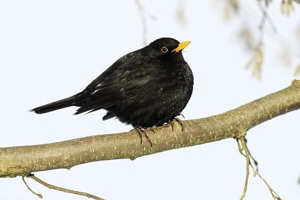 Blackbird - male sitting on branch in winter, Lower Saxony, Germany