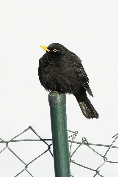 Blackbird - male sitting on garden fence post in winter, Lower Saxony, Germany