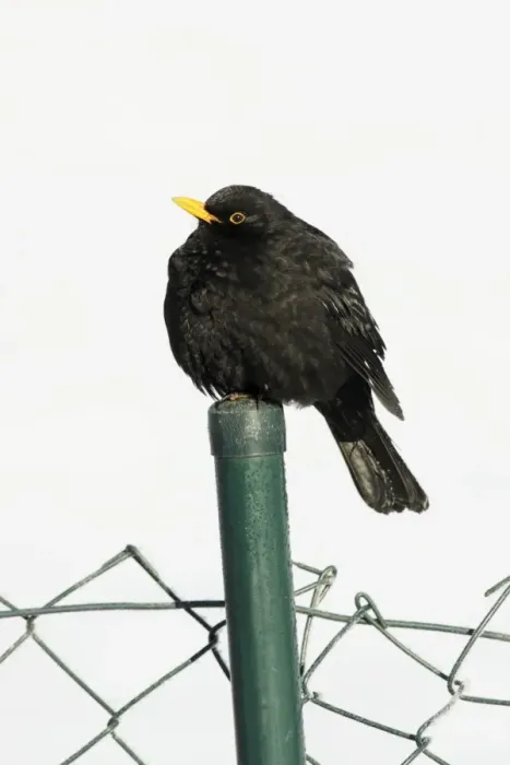 Framed Print : Blackbird - male sitting on garden fence post in winter, Lower Saxony, Germany Framed Print : Blackbird - male sitting on garden fence post in winter, Lower Saxony, Germany