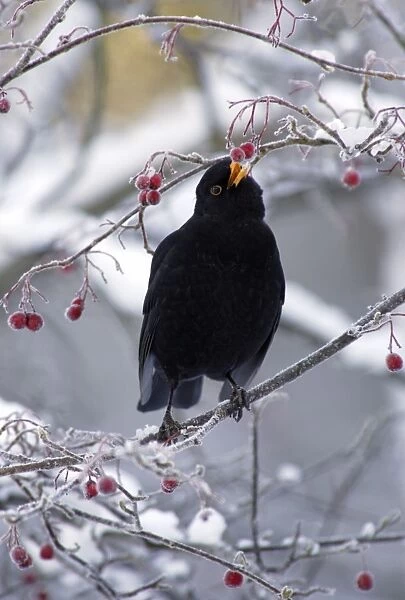 Blackbird - Male, sitting in snow covered hawthorn tree eating berries Winter