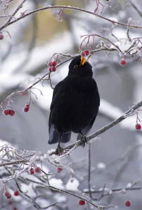 Framed Print : Blackbird - Male, sitting in snow covered hawthorn tree eating berries Winter Framed Print : Blackbird - Male, sitting in snow covered hawthorn tree eating berries Winter