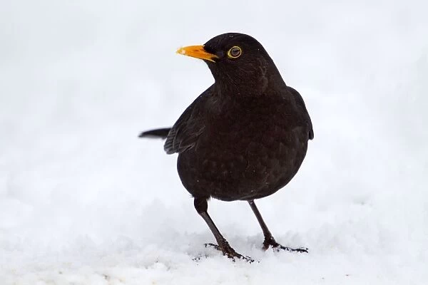 Blackbird - male - snow - winter - UK