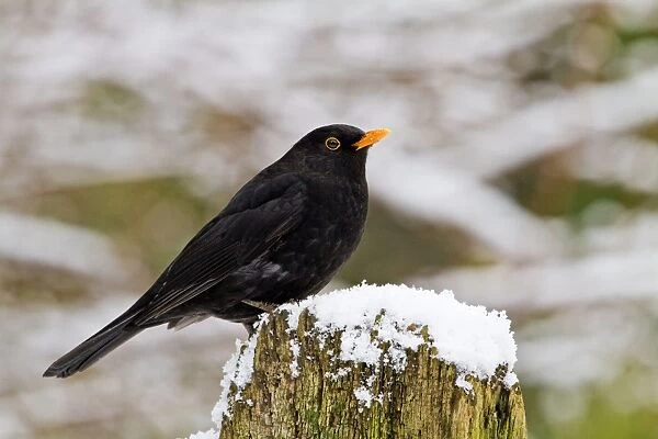 Blackbird - male on snowy post - Bedfordshire UK 8866