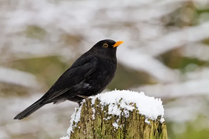 Framed Print : Blackbird - male on snowy post - Bedfordshire UK 8866 Framed Print : Blackbird - male on snowy post - Bedfordshire UK 8866