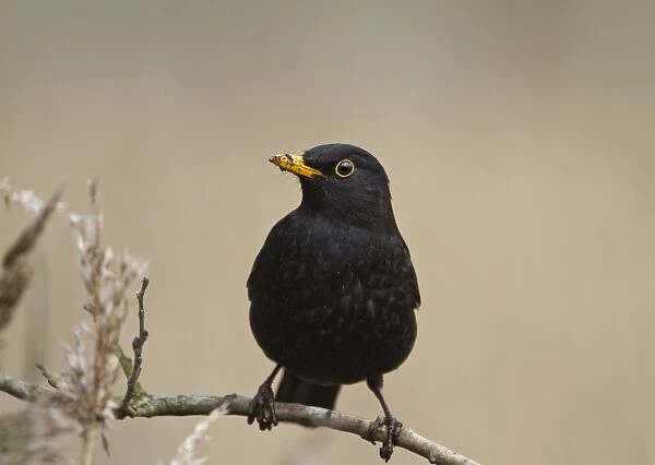Blackbird - male on twig - Norfolk UK 9301