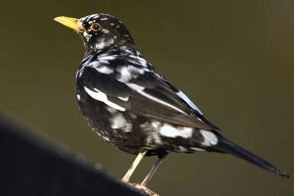 Blackbird - Male with white feathers, partially albino. Lower Saxony, Germany