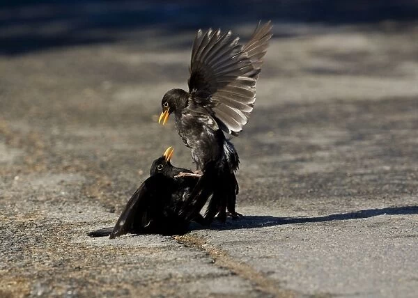Blackbird - Two males fighting - March - Norfolk UK