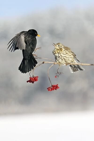 Blackbird - With Mistle Thrush (Turdus viscivorus) fighting over Guelder Rose Berries, winter, Lower Saxony, Germany