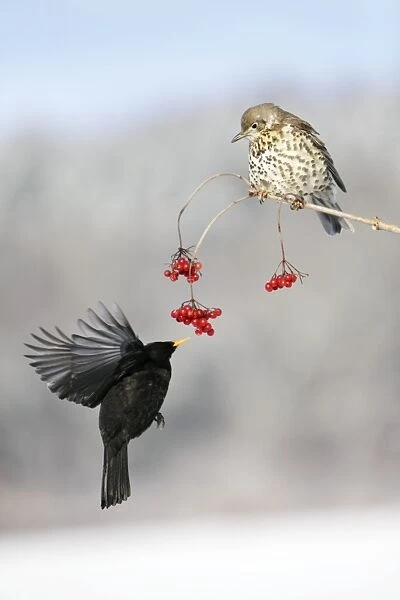 Blackbird - With Mistle Thrush (Turdus viscivorus) feeding on Guelder Rose Berries, Lower Saxony, Germany