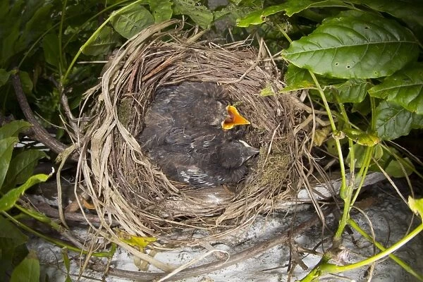 Blackbird - nest in Wisteria with young - summer - UK