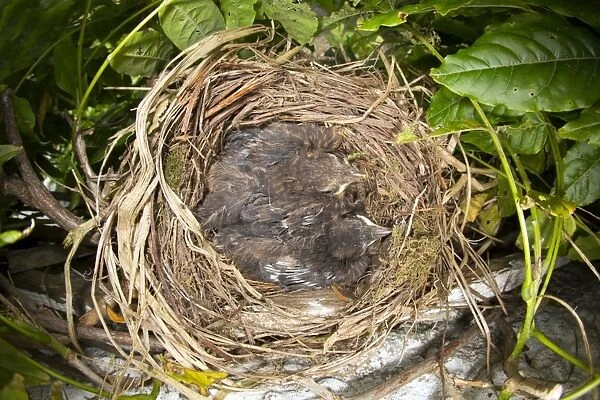 Blackbird - nest in Wisteria with young - summer - UK