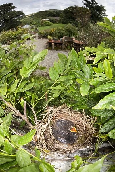 Blackbird - nest in Wisteria with young - taken from upstairs window in summer - UK