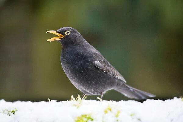 Blackbird in snow with beak open