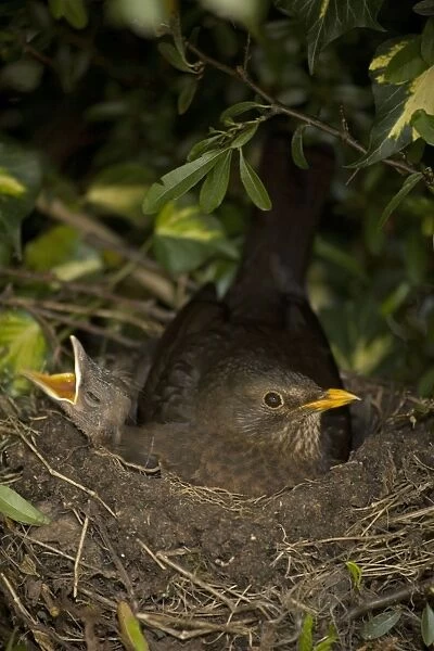 Blackbird - UK - Female on nest with nestlings