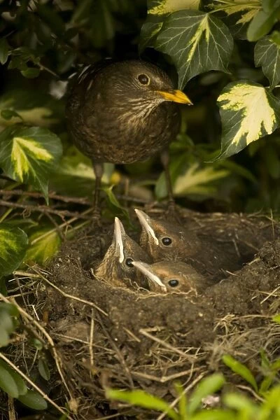 Blackbird - UK - Female on nest with nestlings