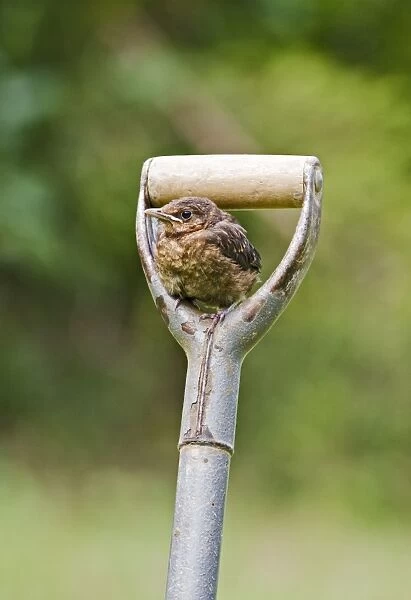 Blackbird – youngster on garden fork Bedfordshire UK 004887