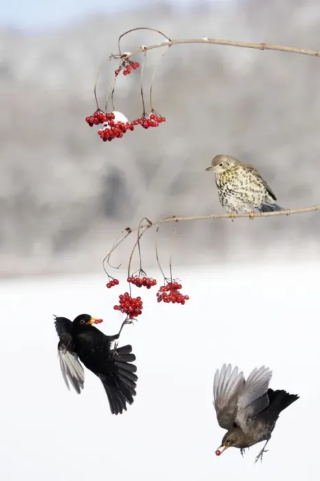 Framed Print : Blackbirds - and Mistle Thrush (Turdus viscivorus) Guelder Rose Berries, Lower Saxony, Germany Framed Print : Blackbirds - and Mistle Thrush (Turdus viscivorus) Guelder Rose Berries, Lower Saxony, Germany