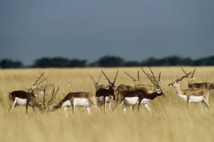 Framed Print : Blackbuck - bachelor herd Velavadar Blackbuck National Park, Gujarat, India Framed Print : Blackbuck - bachelor herd Velavadar Blackbuck National Park, Gujarat, India