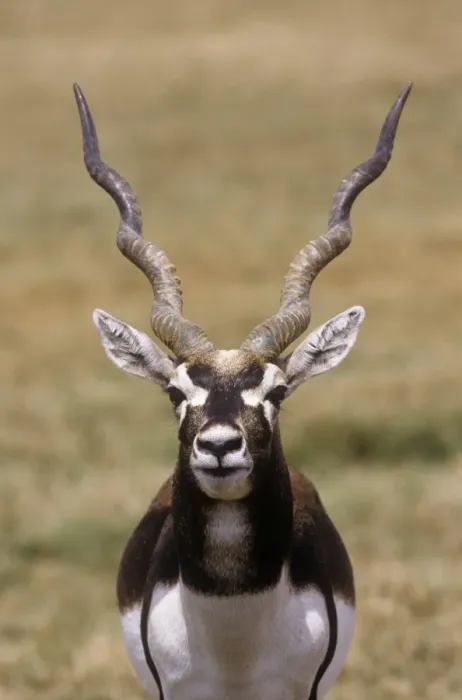 Framed Print : Blackbuck - male Framed Print : Blackbuck - male