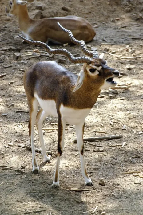 Framed Print : Blackbuck- male issuing challenge. India Framed Print : Blackbuck- male issuing challenge. India