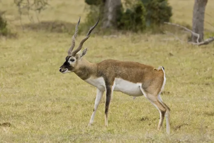 Framed Print : Blackbuck originated mainly in India but have been introduced and now occur in the wild in the thousands Framed Print : Blackbuck originated mainly in India but have been introduced and now occur in the wild in the thousands