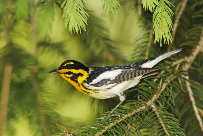 Framed Print : Blackburnian Warbler Framed Print : Blackburnian Warbler
