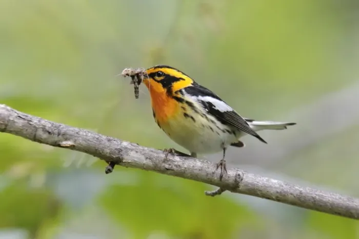 Framed Print : Blackburnian Warbler Framed Print : Blackburnian Warbler