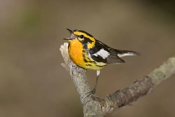 Blackburnian Warbler - Connecticut USA - June