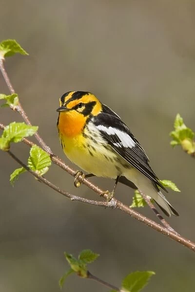 Blackburnian Warbler - Maine USA - May
