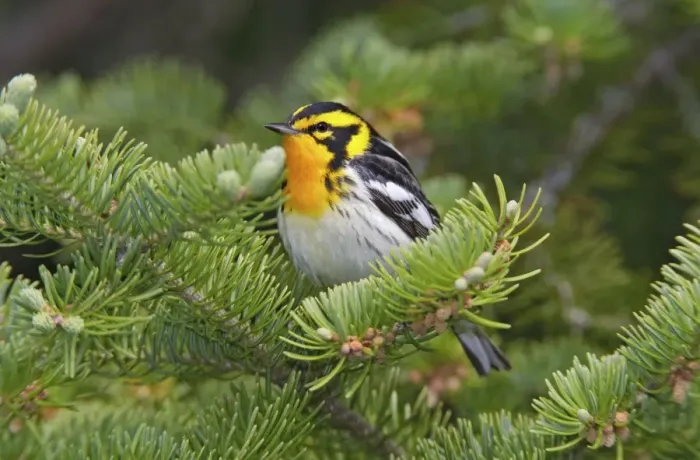 Framed Print : Blackburnian Warbler, male. June in Maine. USA Framed Print : Blackburnian Warbler, male. June in Maine. USA