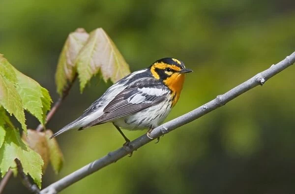 Blackburnian Warbler, male. June in Maine. USA