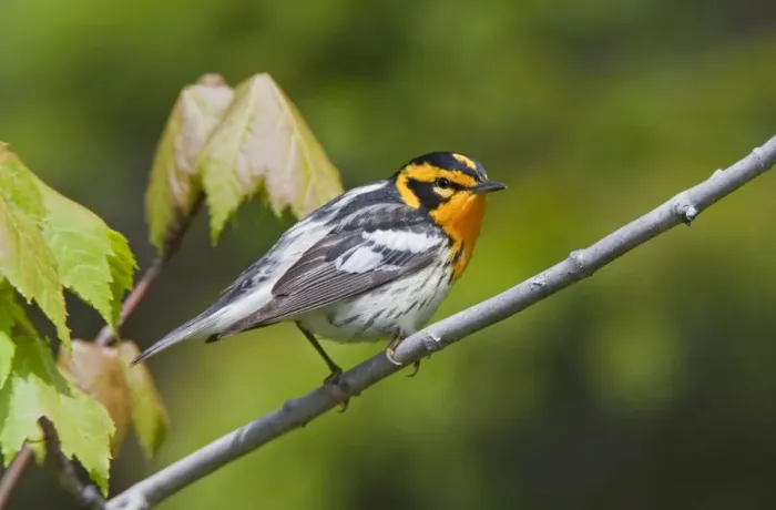 Framed Print : Blackburnian Warbler, male. June in Maine. USA Framed Print : Blackburnian Warbler, male. June in Maine. USA