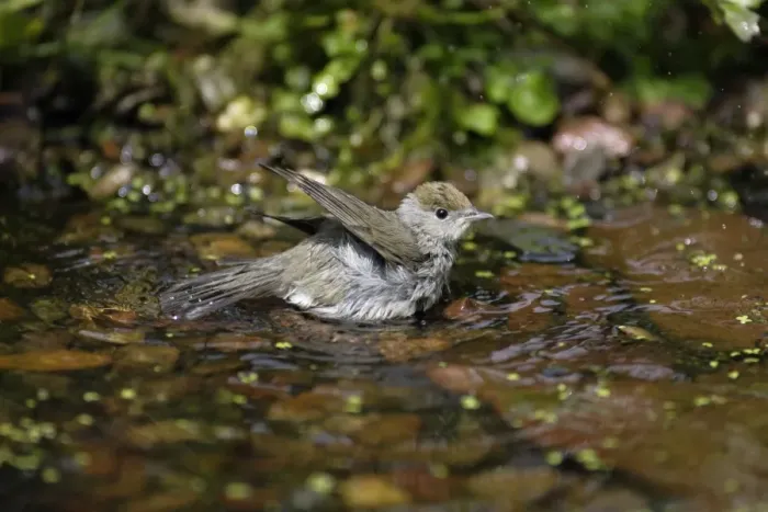 Framed Print : Blackcap - female bathing in garden pond, Lower Saxony, Germany Framed Print : Blackcap - female bathing in garden pond, Lower Saxony, Germany