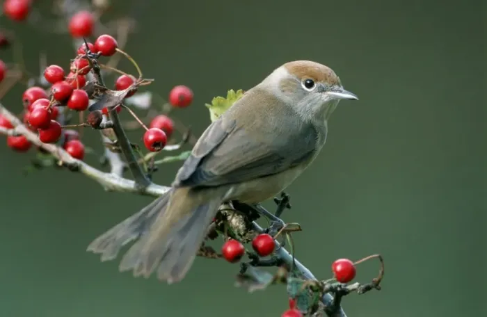 Framed Print : Blackcap - Female with berries of hawthorn Framed Print : Blackcap - Female with berries of hawthorn