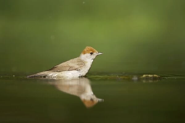 Blackcap - Female at forest pool