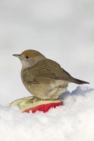 Blackcap - female - in the snow
