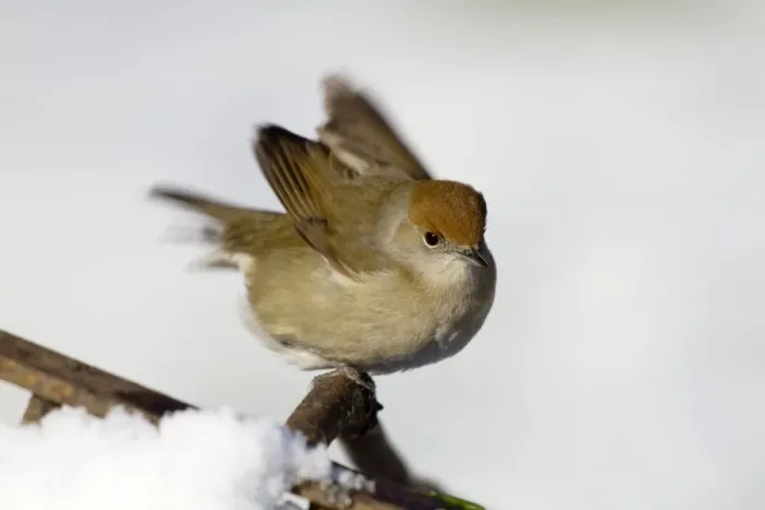Framed Print : Blackcap - female - in the snow Framed Print : Blackcap - female - in the snow