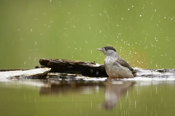 Blackcap - Male bathing in forest pool Sylvia atricapilla Hungary BI015706